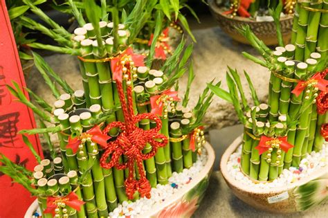 風水竹|飾るだけで開運できるミリオンバンブーの風水効果の。